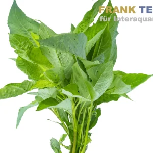 Neue Kollektion Thailändischer Wasserfreund, Hygrophila corymbosa "Siamensis", Bund